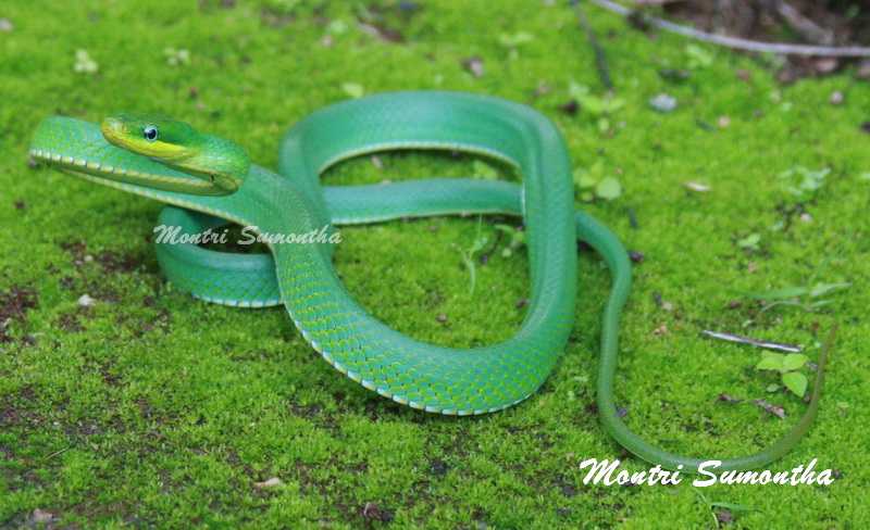 Gonyosoma prasinum