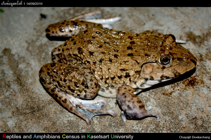 กบนา Hoplobatrachus rugulosus (Wiegman,1835)