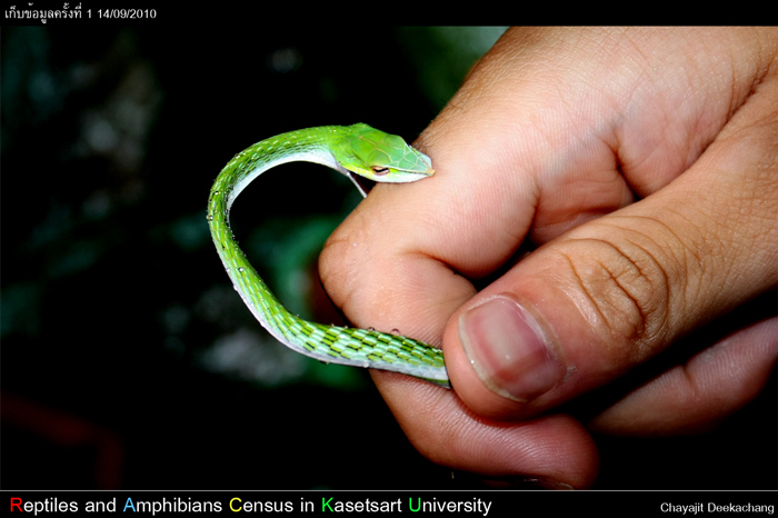 งูเขียวปากแหนบ Ahaetulla nasuta (Lacepede,1789)
