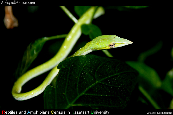 Ahaetulla nasuta (Lacepede,1789) ณ โรงจอดรถอาจารย์