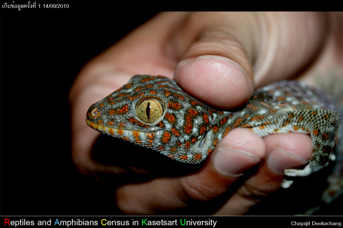 ตุ๊กแกบ้าน Gekko gecko (Linnaeus,1758)