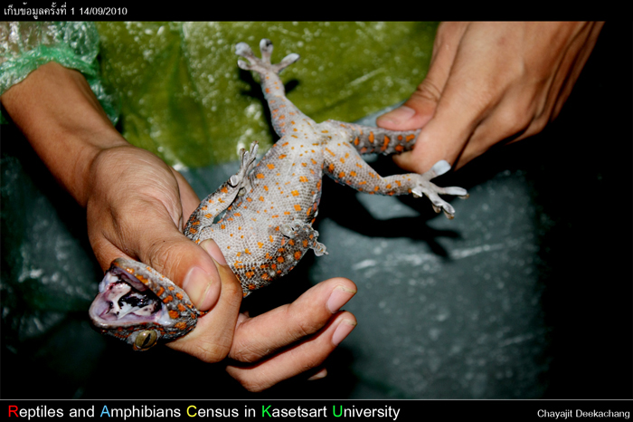 Gekko gecko (Linnaeus,1758) เพสเมีย ตัวใหญ่ขึ้นมาหน่อย