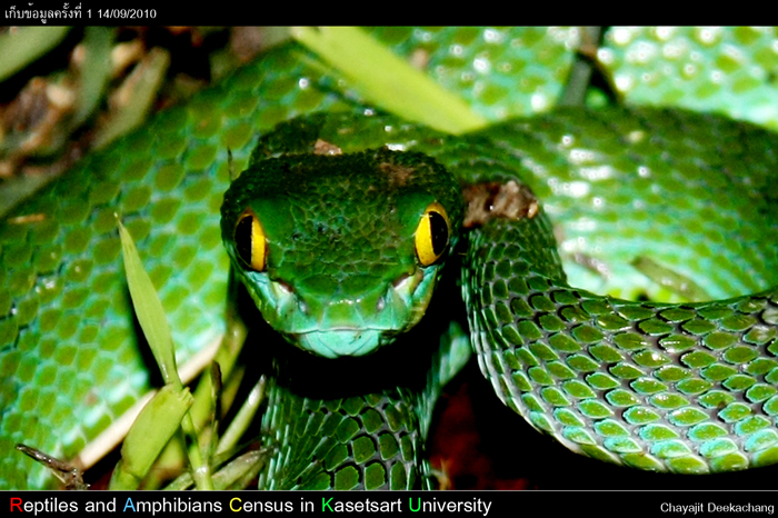 งูเขียวหางไหม้ตาโต Cryptelytrops macrops (Krammer,1977)