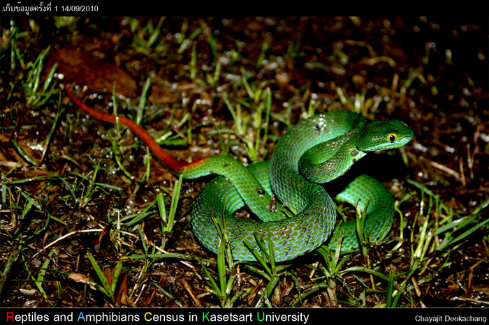 Cryptelytrops macrops (Krammer,1977) งูประจำคณะประมง เจอได้ทั่วไป