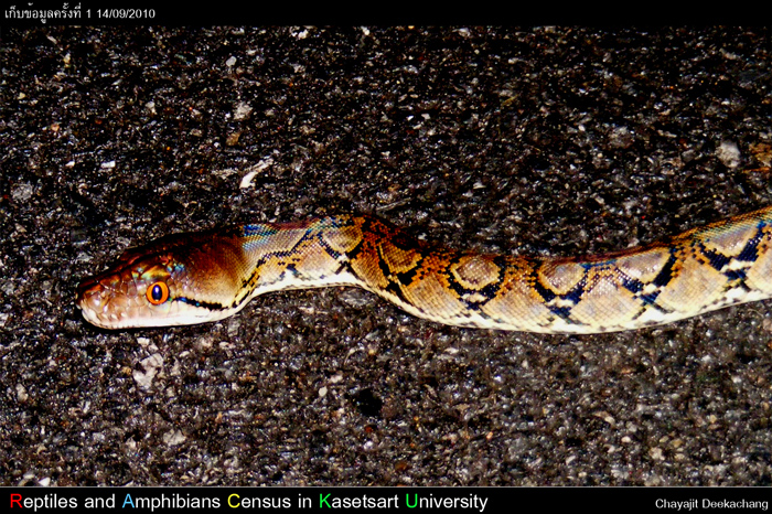 งูเหลือม Python reticulatus (Schneider,1801) เจอก่อนหน้านั้นไม่กี่คืน