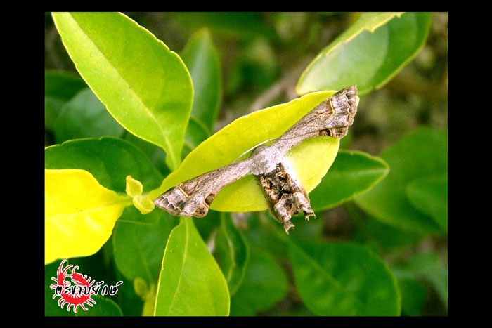Uraniidae , Epipleminae