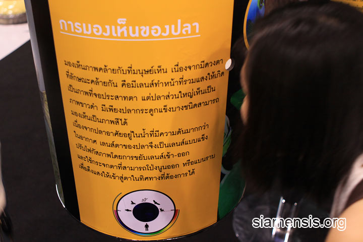 ปลาๆ มองยังไง