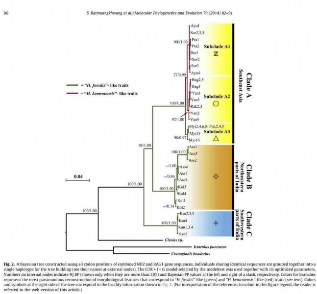Heteropneustes Phylogenetic