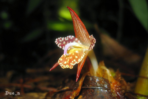 Zingiber sp. oblique lateral view