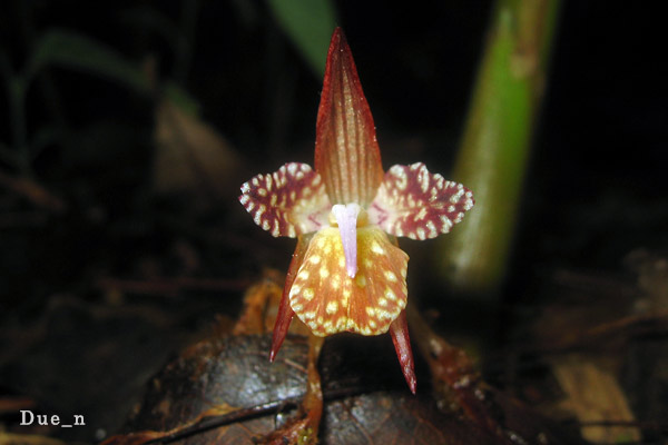 Zingiber sp.