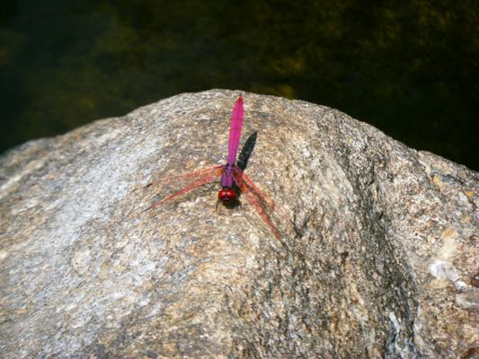 แมลงปอบ้านใต้ผู้ม่วง Trithemis aurora