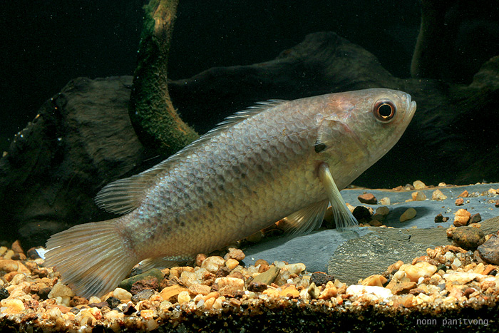 Perciformes - Climbing Perch