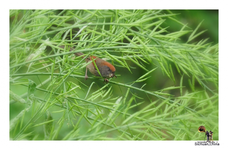 Ashy-throated Parrotbill