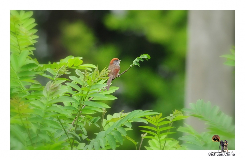 Ashy-throated Parrotbill