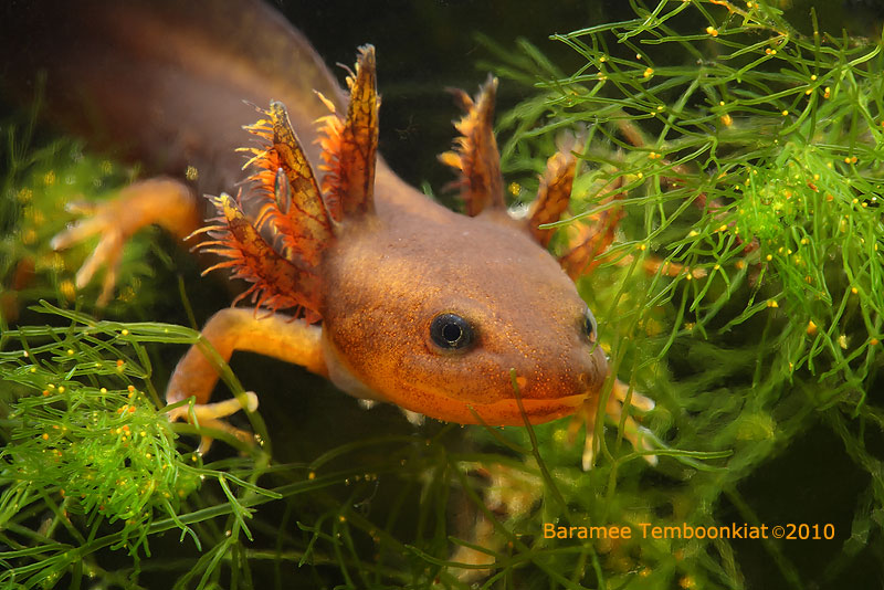 Species Tylototriton uyenoi กลุ่มอนุรักษ์ความหลากหลายทางชีวภาพและ