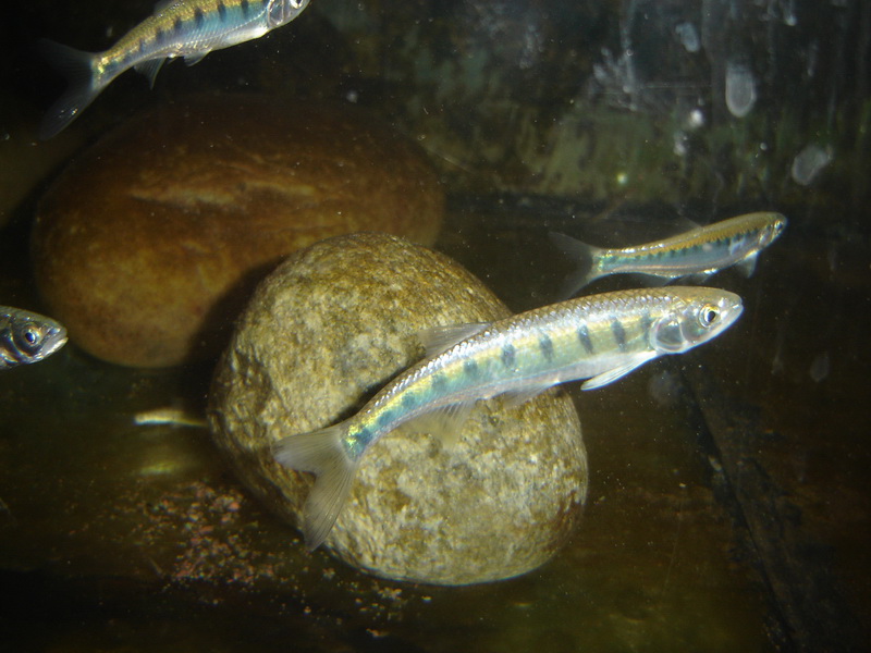 Barilius vagra