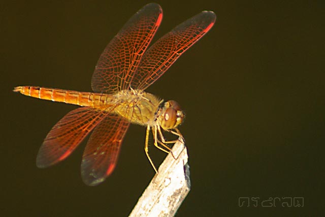 แมลงปอบ้านผู้ปีกเปื้อนส้ม B. contaminata