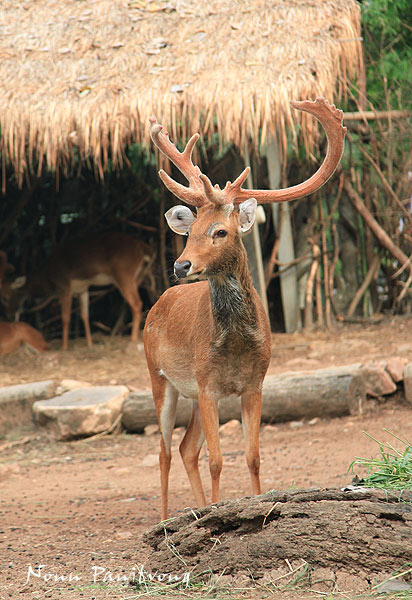 à¸à¸¥à¸à¸²à¸£à¸à¹à¸à¸«à¸²à¸£à¸¹à¸à¸ à¸²à¸à¸ªà¸³à¸«à¸£à¸±à¸ à¸¥à¸°à¸¡à¸±à¹à¸