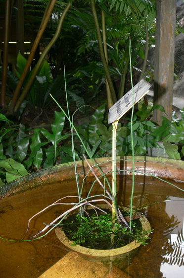 ข้างๆห้อง มีสวน Phylogenetic garden เล็กๆ มีปลูกสนหางม้า (Equisetum) อยู่