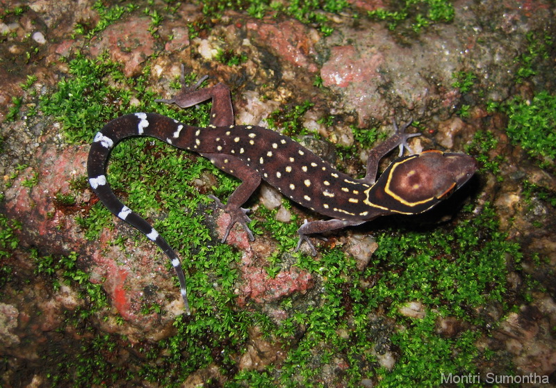Species Cyrtodactylus oldhami กลุ่มอนุรักษ์ความหลากหลายทางชีวภาพและ