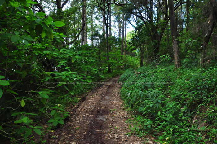 Trail.