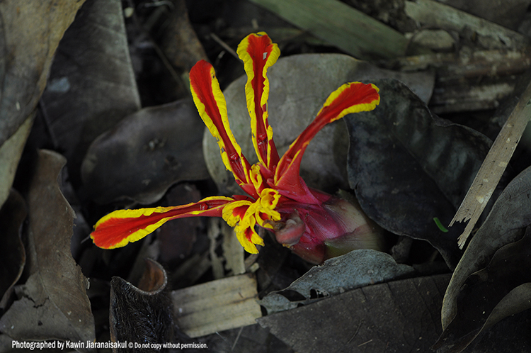 E.littoralis