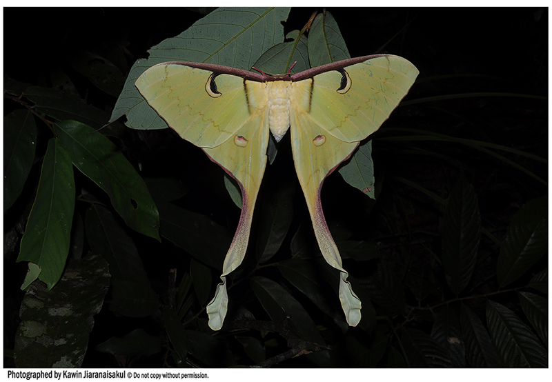 Actias maenas