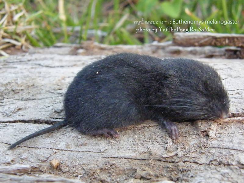 ดัชนีสิ่งมีชีวิต Species Index กลุ่มอนุรักษ์ความหลากหลายทางชีวภาพและ