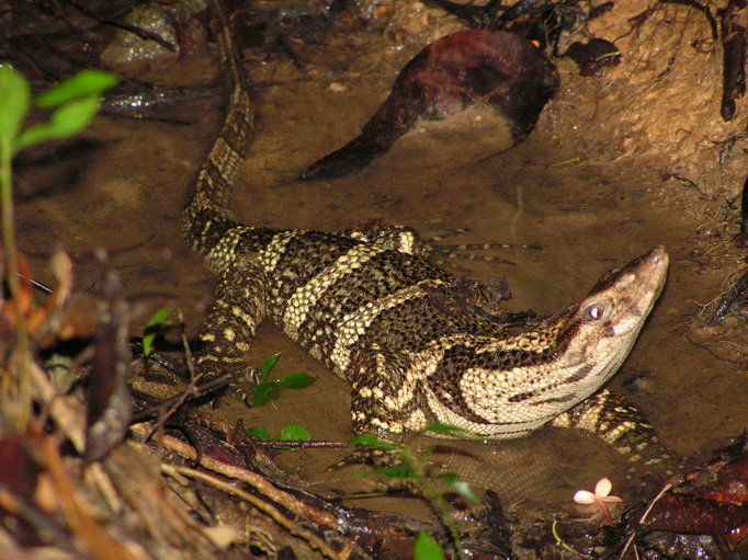 harleguin_monitor-ow_1.jpg