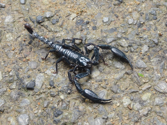 heterometrus_sp.jpg
