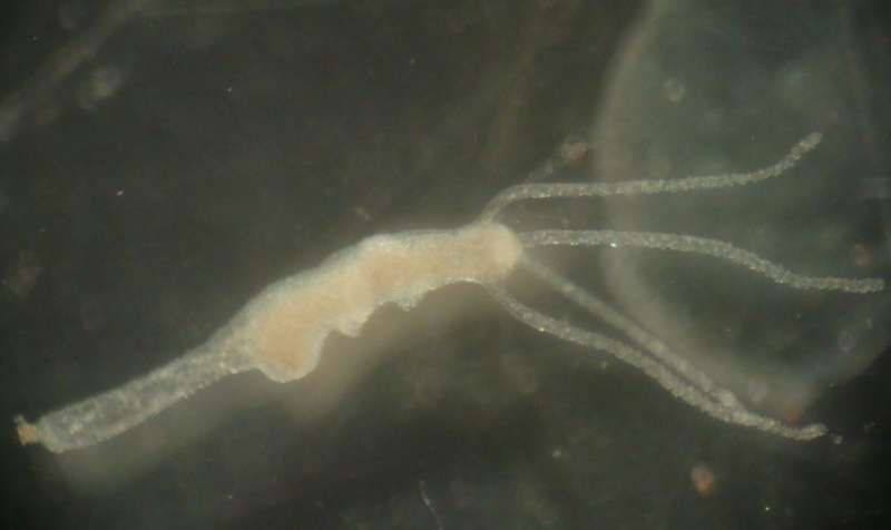 Hydra sp.
