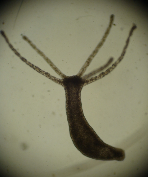 Hydra sp.