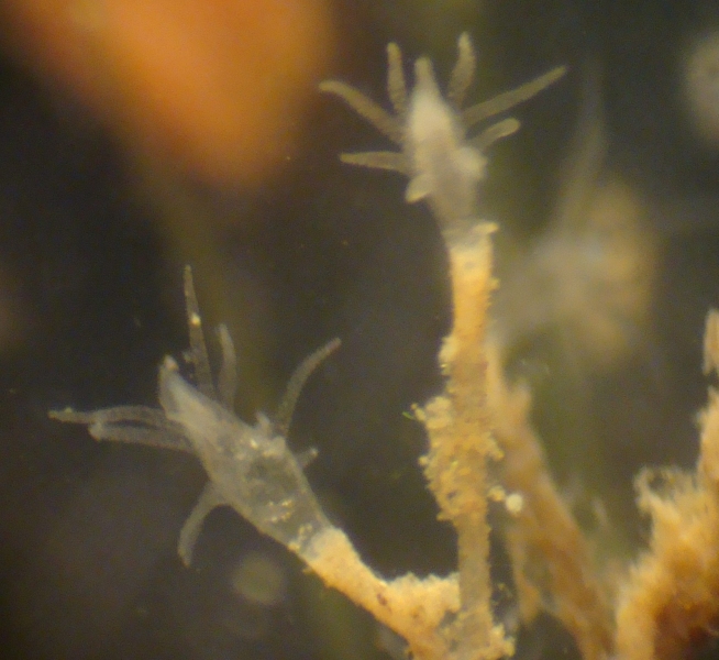 Freshwater Hydroid