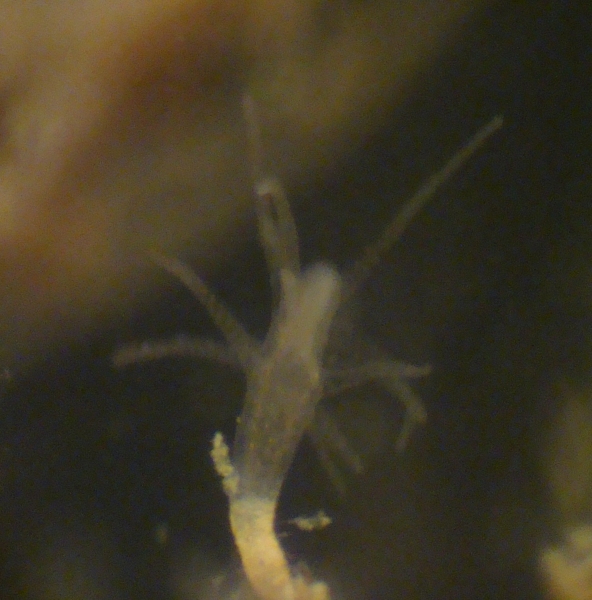 Freshwater Hydroid
