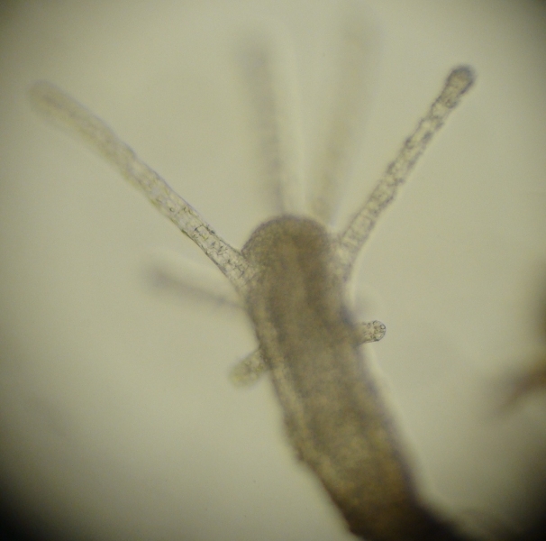 Freshwater Hydroid