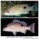 ปลากะพงข้างปานลายเส้น Lutjanus indicus