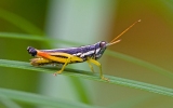Orthoptera Order