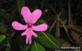 Magnoliophyta Division