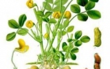 Magnoliophyta Division