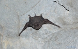 Chiroptera Order