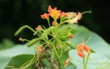Magnoliophyta Division