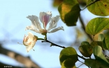 Magnoliophyta Division