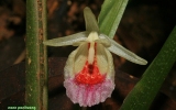 Magnoliophyta Division