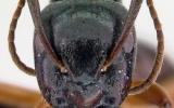 Hymenoptera Order