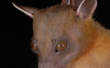 Chiroptera Order