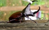 Coleoptera Order