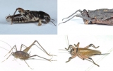 Orthoptera Order