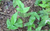 Polypodiophyta Division