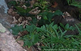Polypodiophyta Division