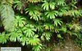 Polypodiophyta Division